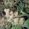Семена сорта Afghan Kush X White Widow fem (World of Seeds)