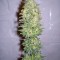 Семена сорта Biddy Early fem (Serious Seeds)
