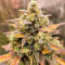 Семена сорта Strawberry Gorilla Auto RF3 fem (FastBuds)