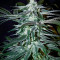 Семена сорта Chemdog fem (Green House Seeds)
