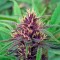 Семена сорта Purple #1 fem (Dutch Passion)