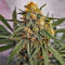 Семена сорта Mimosa × Orange Sherbet (7CH Seeds & Cali Buds Seeds)