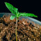 Семена сорта 00 Kush fast fem (00 Seeds)