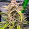 Семена сорта Banana Jealousy Auto RF3 fem (Ethos Genetics)