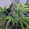 Семена сорта Cataract Kush fem