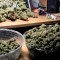 Семена сорта Dizzy Lights Auto fem (Dr. Krippling Seeds)