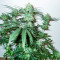 Семена сорта Fast Flowering Green Crack fem (Humboldt Seeds)
