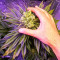 Семена сорта Gelato #33 Fast (Advanced Seeds)