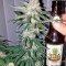 Семена сорта Cheese Berry fem