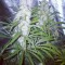 Семена сорта ICE fem (Female Seeds)