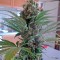 Семена сорта OG Kush reg (Humboldt Seeds)