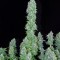 Семена сорта Serious Happiness fem (Serious Seeds)