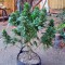 Семена сорта Sour Diesel Auto fem (Humboldt Seeds)