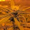 Семена сорта Sweet Deep Grapefruit fem