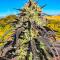 Семена сорта Ultimate Bubba Auto fem (Семяныч)