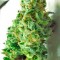Семена сорта Urban Poison fem (Nirvana Seeds)