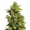 Семена сорта Mikromachine Auto fem