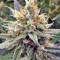Семена сорта Vanilla Kush fem (Barney's Farm)