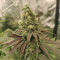 Семена сорта Blueberry fem (Dutch Passion)