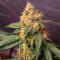 Семена сорта Ghost Chem OG Autoflower fem (Seedkeepers)