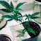 Семена сорта Supreme Durban CBD fem