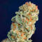 Семена сорта Zkittlez x Grapefruit (7CH Seeds & Cali Buds Seeds)