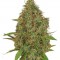 Семена сорта Dutch Haze fem
