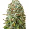 Семена сорта Moby Big fem