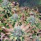 Семена сорта Dutch Dragon fem (Paradise Seeds)
