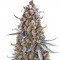 Семена сорта Fast Flowering Green Crack fem (Humboldt Seeds)