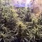Семена сорта Lemon Kush fem (Female Seeds)