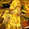 Семена сорта Lemon Thai Kush fem