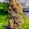Семена сорта Peach Crescendo Auto RF3 fem (Ethos Genetics)