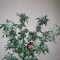Семена сорта Violet's Wonder Auto fem (Sumo Seeds)