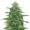 Семена сорта Dark Delight fem (Dutch Passion)