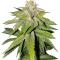 Семена сорта LA Confidential Autoflower fem (Семяныч)