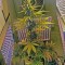 Семена сорта 60 Day Wonder - Autoflower fem