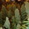 Семена сорта Big Bazooka fem (Anesia Seeds)