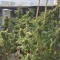 Семена сорта Buddha Kraken fem (Buddha Seeds)