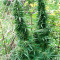 Семена сорта Cold Thunder fem (Sumo Seeds)