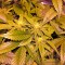 Семена конопли Critical Kush