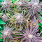 Семена сорта Gorilla Blue fem (Advanced Seeds)