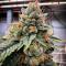 Семена сорта OG Kush Auto fem (Семяныч)
