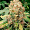 Семена сорта Phantom OG fem (Barney's Farm)