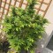 Семена сорта Sumo's OG Kush fem (Sumo Seeds)