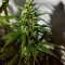 Семена сорта White Cheese Auto fem (Sumo Seeds)