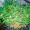 Семена сорта Deep Cheese fem (Dinafem Seeds)