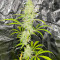 Семена сорта Auto Gelato #33 fem (Advanced Seeds)
