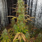 Семена сорта Auto Super Hash fem (Pyramid Seeds)