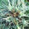 Сорт марихуаны Blue Critical Autoflowering